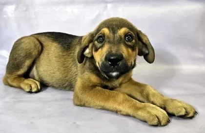 A baby large-sized female Shepherd dog named Bella for adoption in Morton Grove, IL