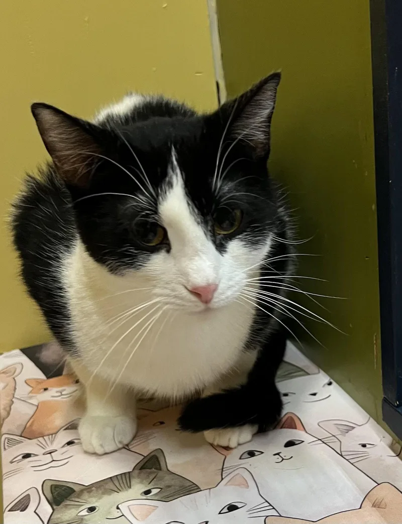 A young medium-sized male Domestic Short Hair cat named Dakota for adoption in Blasdell, NY