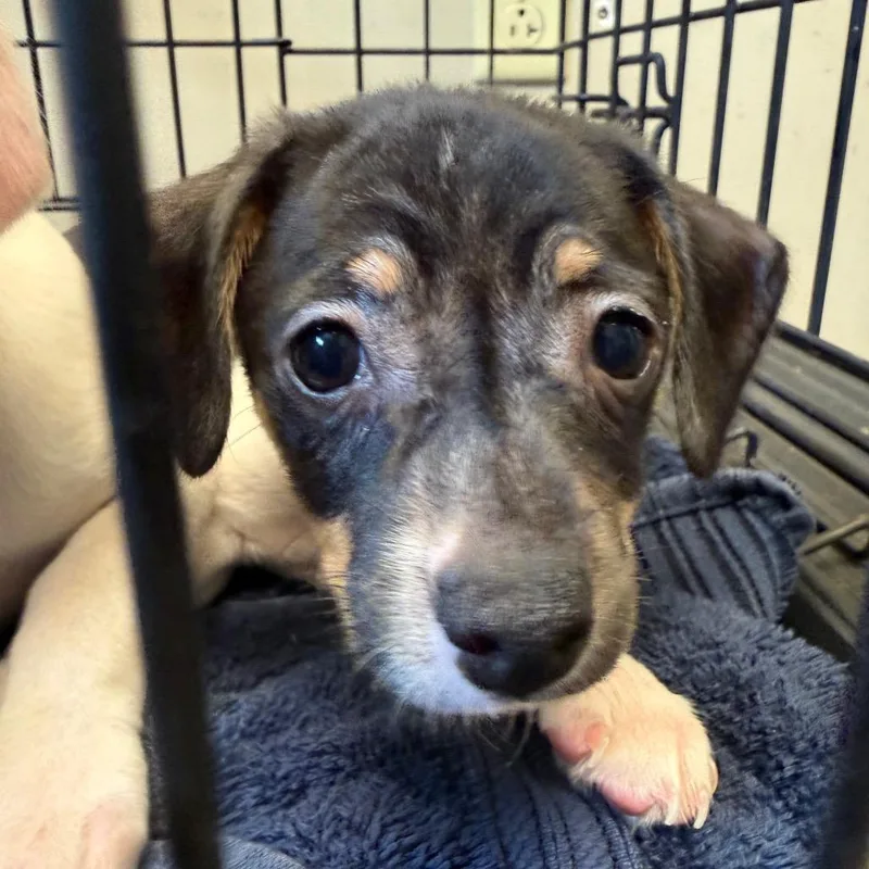 A baby small-sized male Yellow / Tan / Blond / Fawn Chihuahua dog named Carrot for adoption in Wilmington, DE