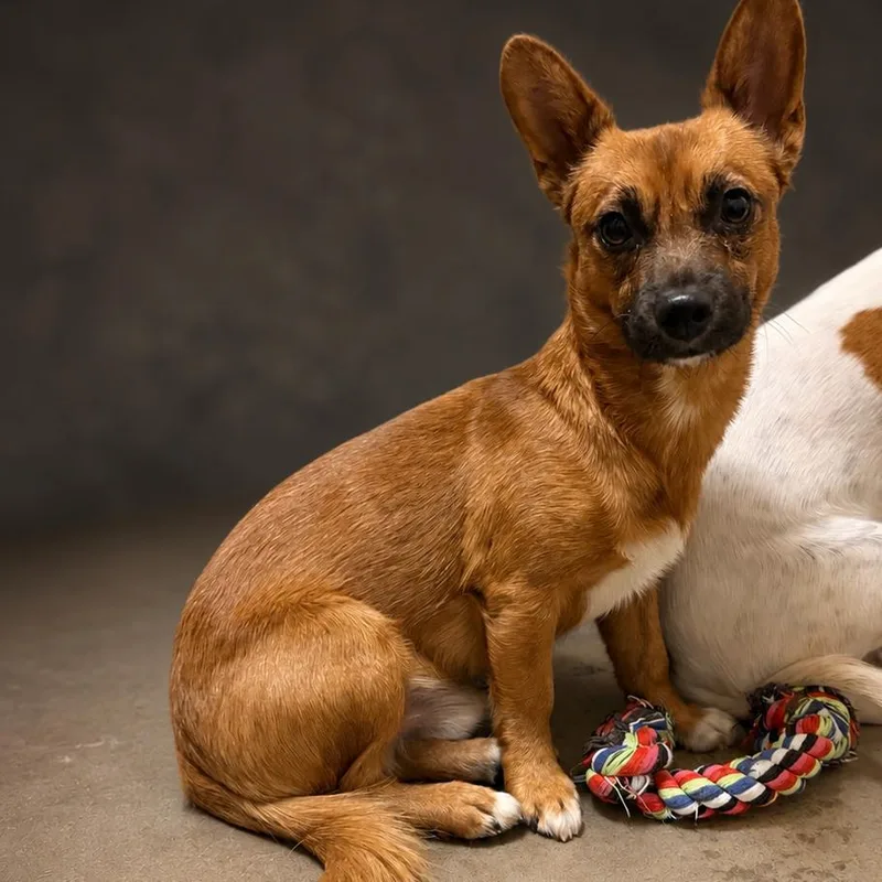 A young small-sized male Brown / Chocolate Chihuahua dog named Provolone for adoption in Wickenburg, AZ