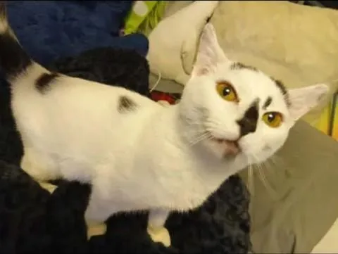 A young medium-sized male Black & White / Tuxedo Domestic Short Hair cat named Pistachio for adoption in Stuart, VA