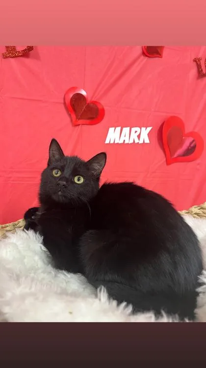 A young medium-sized male Black Domestic Short Hair cat named Mark for adoption in Cashiers, NC