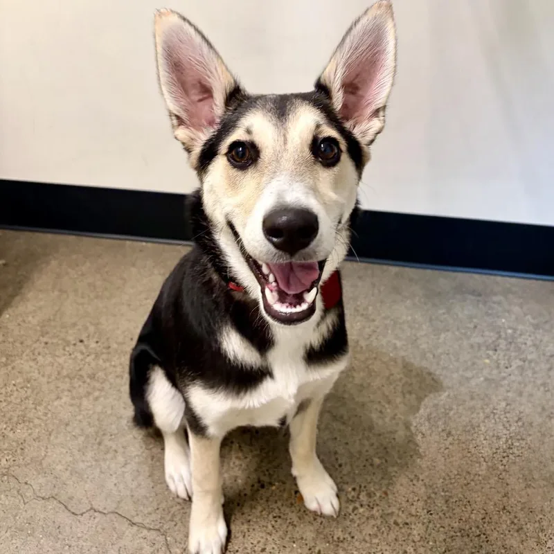 A young medium-sized female Black Mixed Breed dog named Heidi for adoption in Portland, OR