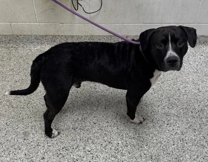 An adult large-sized male Black Pit Bull Terrier dog named Jasper for adoption in Kansas City, MO