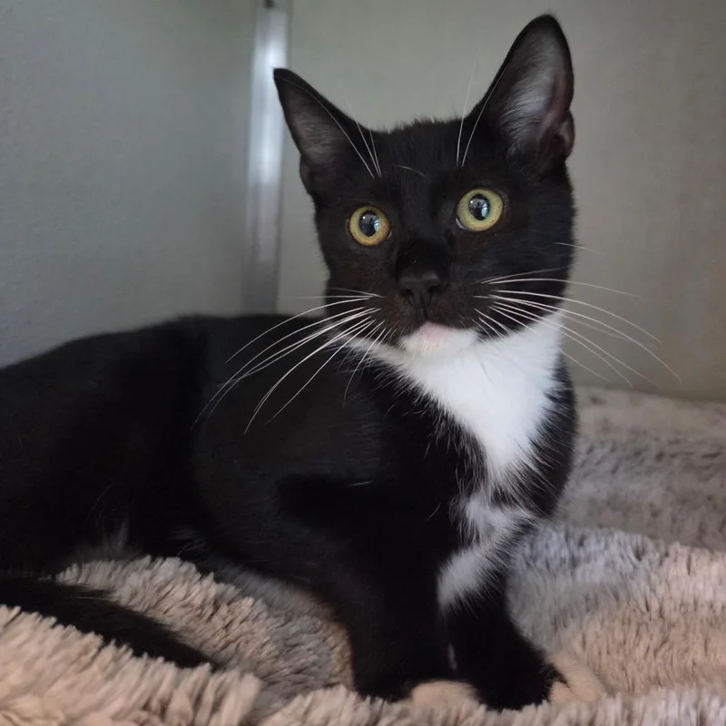 A baby small-sized male Black Domestic Short Hair cat named Chipper for adoption in Chattanooga, TN