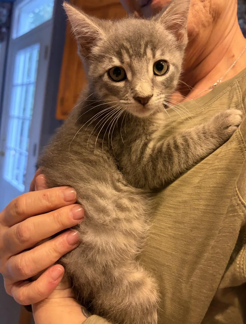 A baby medium-sized male Gray / Blue / Silver Domestic Short Hair cat named Leonardo W for adoption in Trenton, NJ