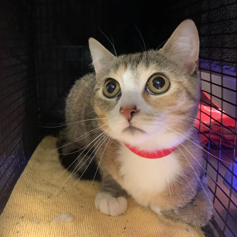 An adult medium-sized female Buff / Tan / Fawn Domestic Short Hair cat named Aja for adoption in Chicago, IL