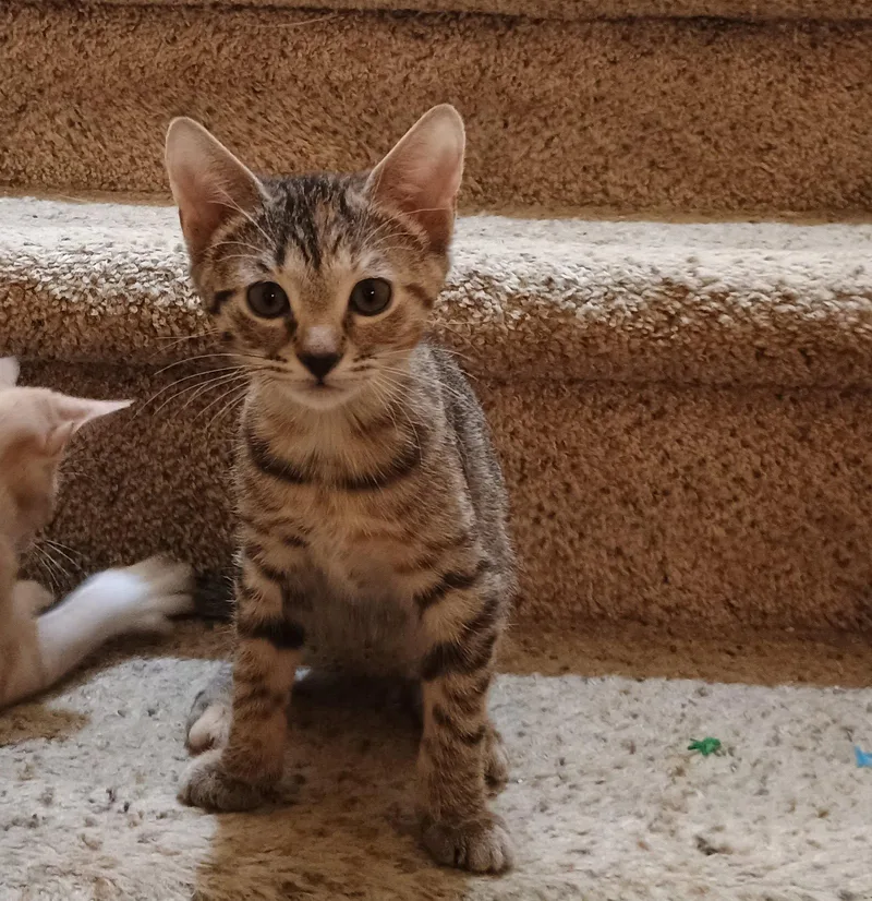 A young medium-sized female Domestic Short Hair cat named Cypress for adoption in Pittsboro, NC