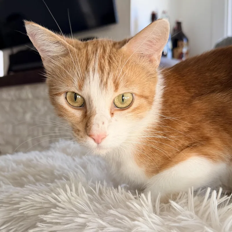 A young medium-sized female Orange & White Domestic Short Hair cat named Abby for adoption in Fort Worth, TX