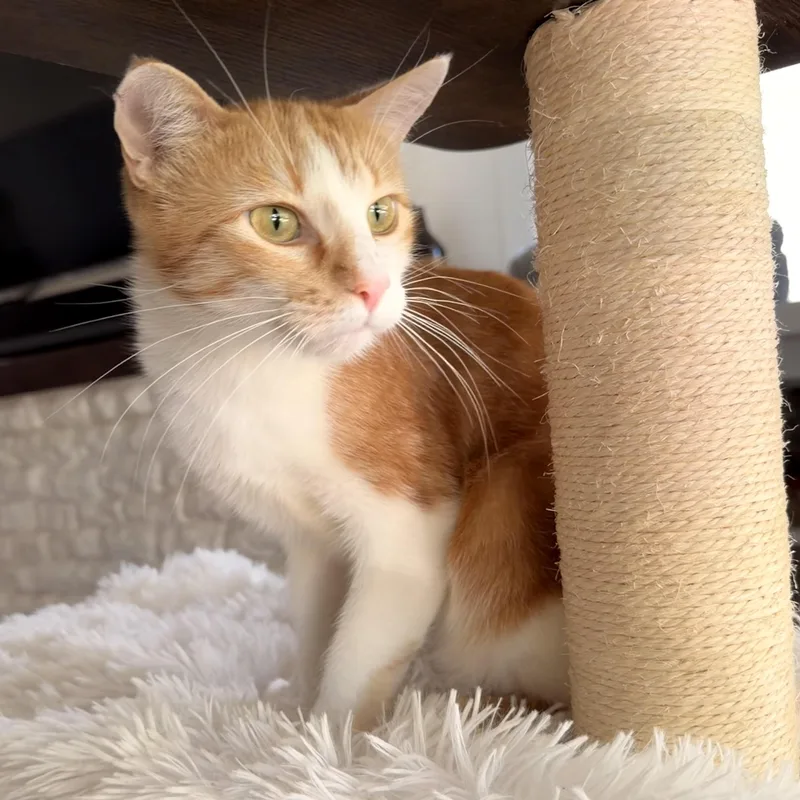 Abby thumbnail 3