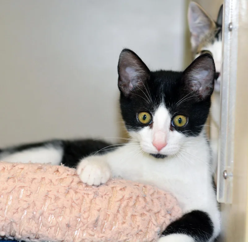 A baby medium-sized male Domestic Short Hair cat named Big Buddy for adoption in San Clemente, CA