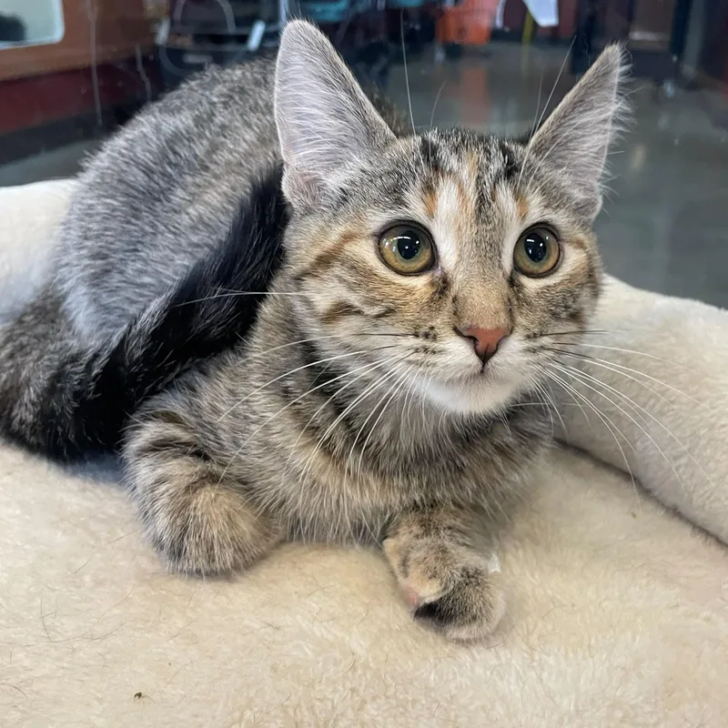 A baby small-sized female Tabby (Brown / Chocolate) Domestic Short Hair cat named Alpine for adoption in Rochester, MN