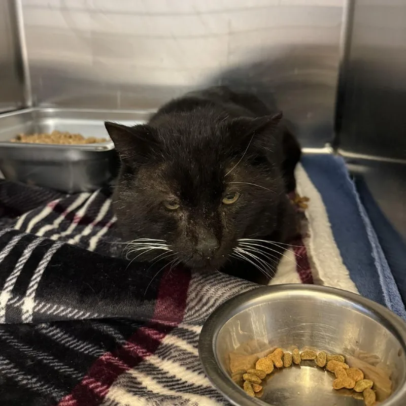 A senior medium-sized male Black Domestic Short Hair cat named Dante for adoption in Gloucester, VA