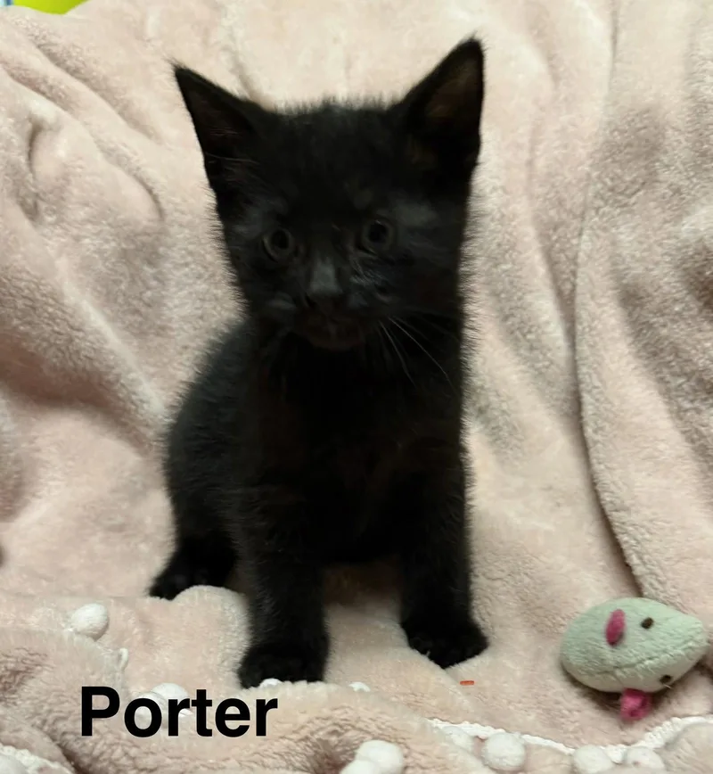 Porter