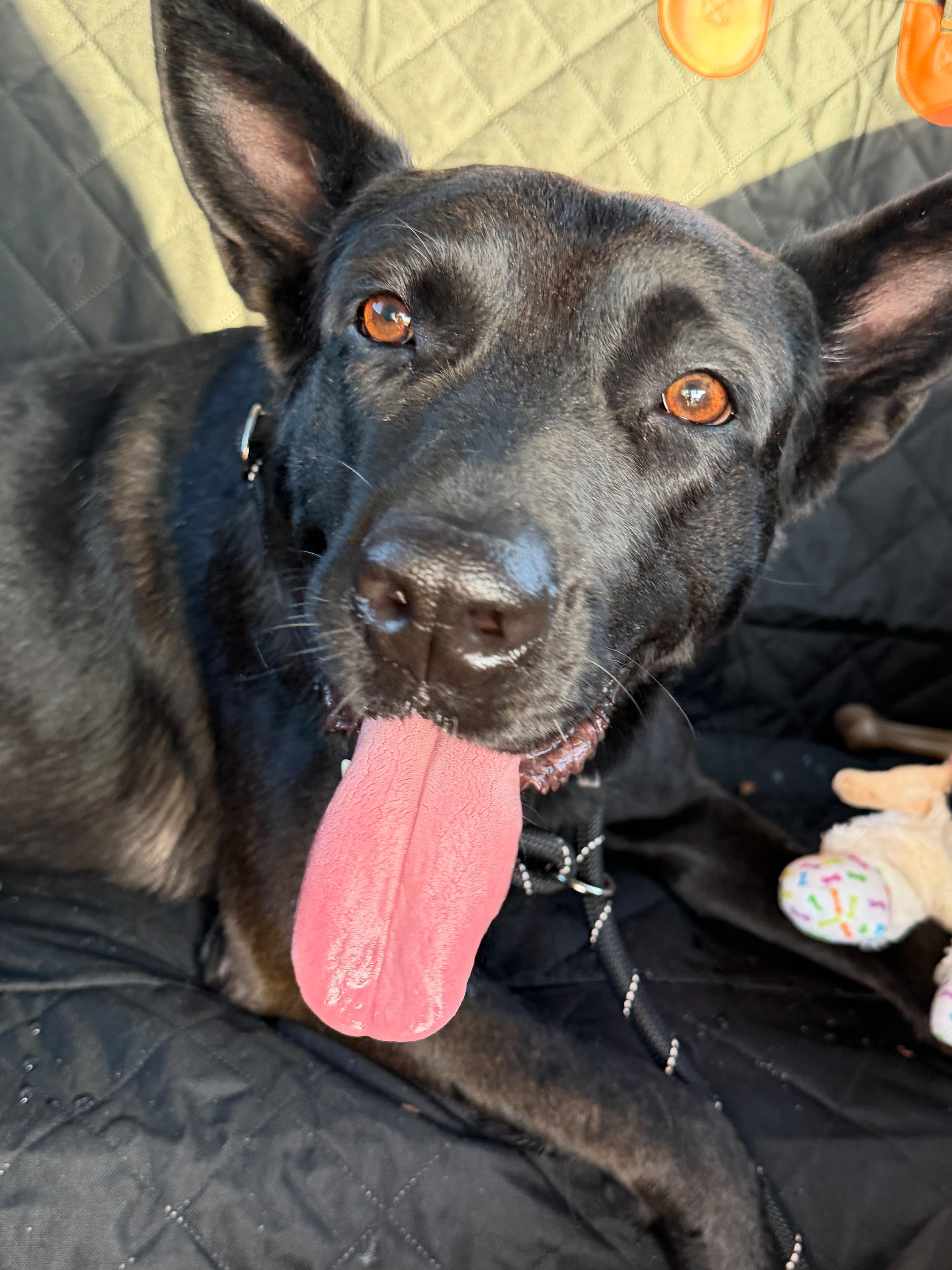 An adult large-sized female German Shepherd Dog named Becca for adoption in La Mesa, CA