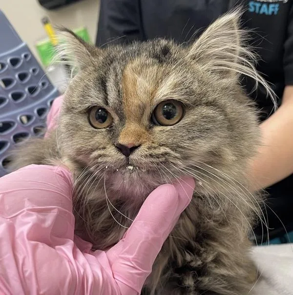 A baby small-sized female British Shorthair cat named Lady Whistledown for adoption in El Cajon, CA