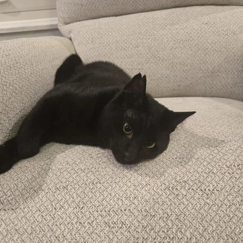 A young medium-sized male Black Domestic Medium Hair cat named Spider From Mars for adoption in Gibsonia, PA
