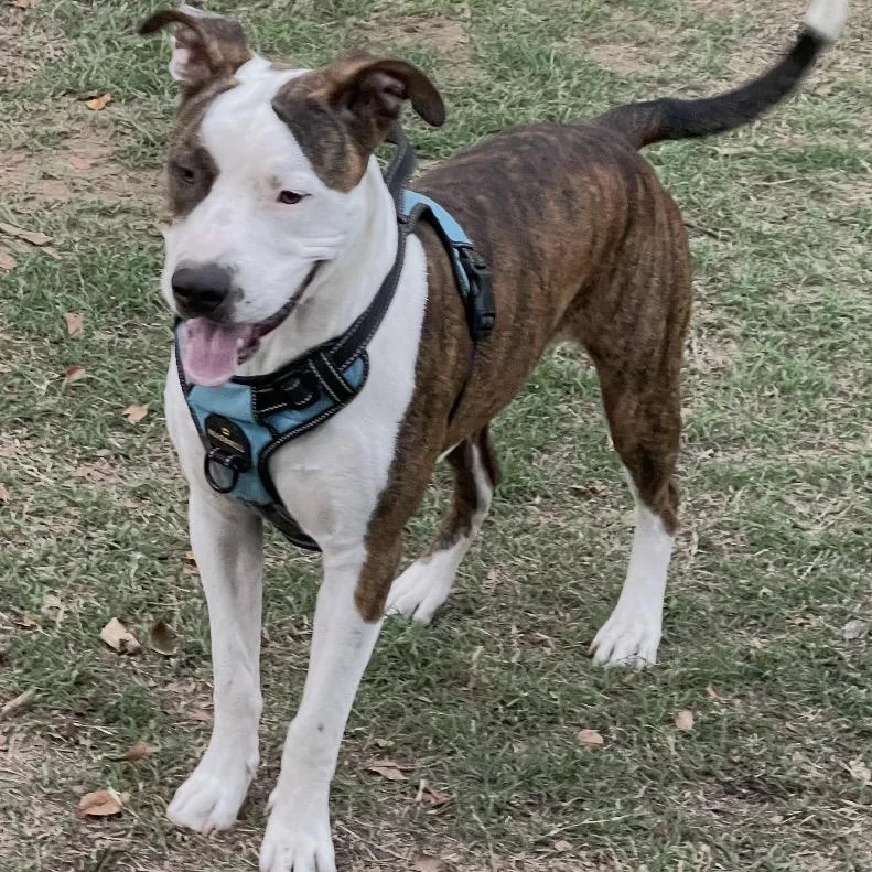 A baby large-sized male Pit Bull Terrier dog named Uno for adoption in Krum, TX