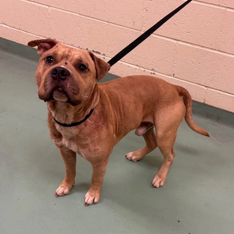 A young medium-sized male Yellow / Tan / Blond / Fawn Mixed Breed dog named Kuzco for adoption in Memphis, TN