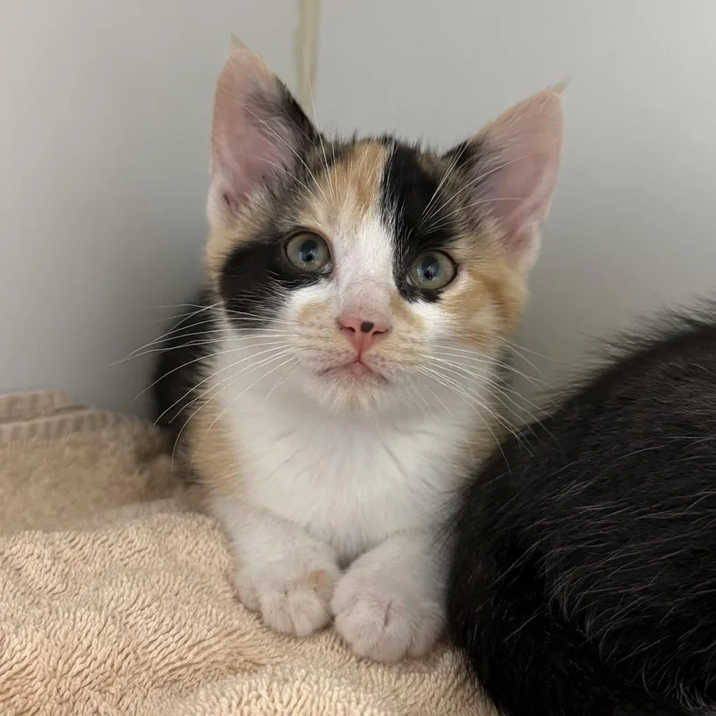 A baby small-sized female Black Domestic Short Hair cat named Kara for adoption in Oakland, CA