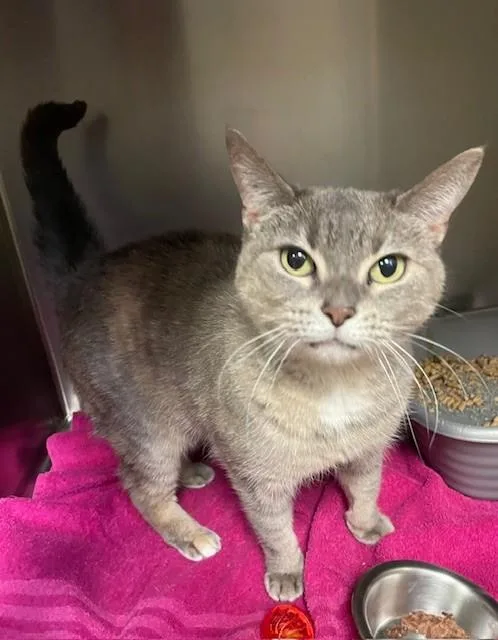 An adult medium-sized female Dilute Calico Domestic Short Hair cat named Sage for adoption in Prudenville, MI