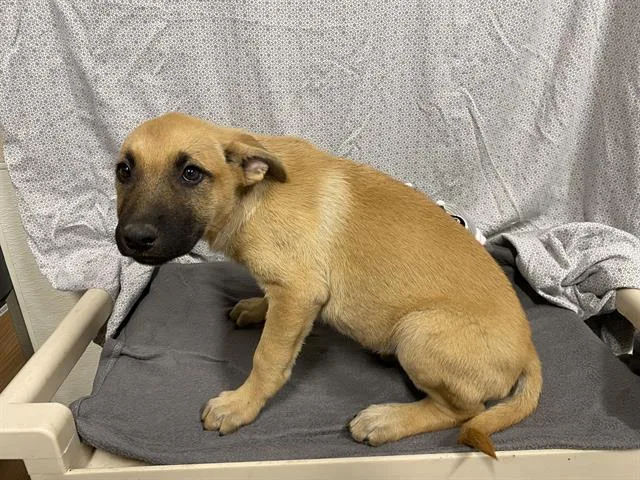 A baby small-sized female German Shepherd Dog dog named A for adoption in Modesto, CA