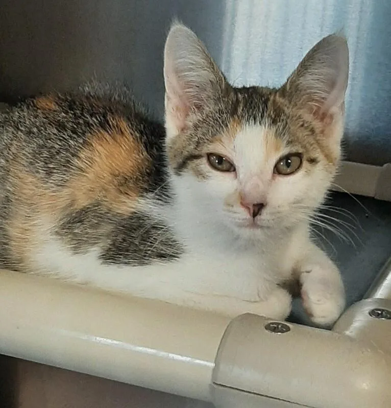 A baby medium-sized female Tabby (Brown / Chocolate) Domestic Short Hair cat named Ice Cream for adoption in Georgetown, OH