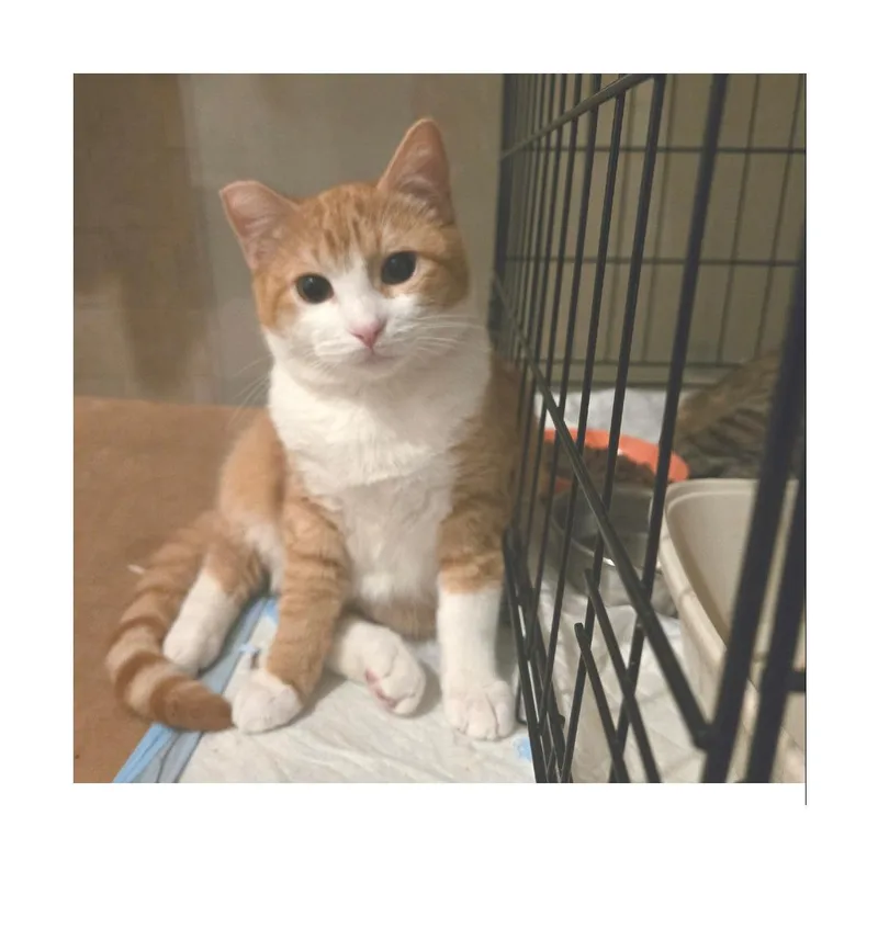 A young small-sized male Orange / Red Domestic Short Hair cat named Caramelo for adoption in San Pedro, CA