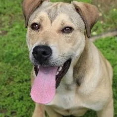 A senior medium-sized male Yellow / Tan / Blond / Fawn Mixed Breed dog named Kipster for adoption in Rossville, TN