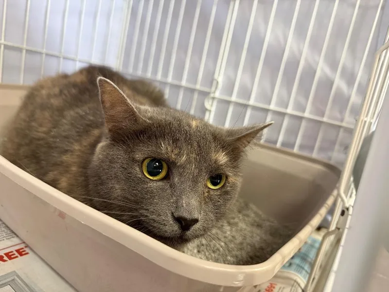 An adult medium-sized female Domestic Short Hair cat named Pride for adoption in Cincinnati, OH