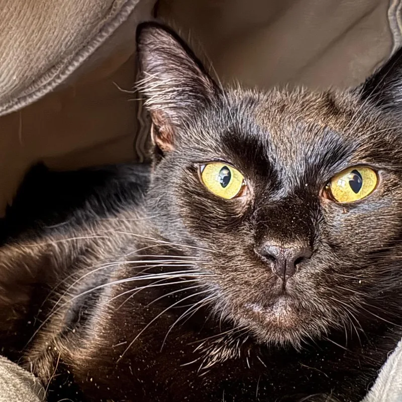 An adult small-sized female Black Domestic Short Hair cat named Ally for adoption in Johnstown, PA