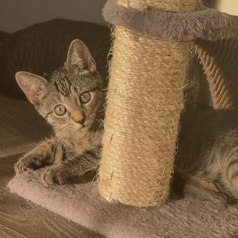 A baby small-sized female Brown / Chocolate Domestic Short Hair cat named Dill for adoption in Durham, NC