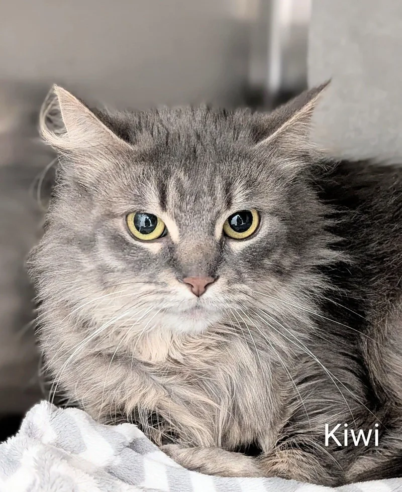 An adult medium-sized female Buff / Tan / Fawn Domestic Short Hair cat named Kiwi for adoption in Flint, MI