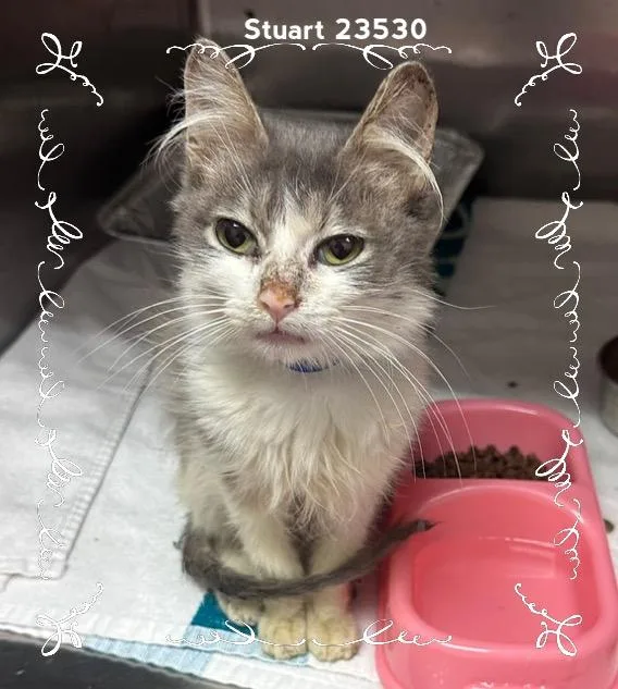 A baby medium-sized male Gray & White Domestic Medium Hair cat named Stuart for adoption in Marietta, GA