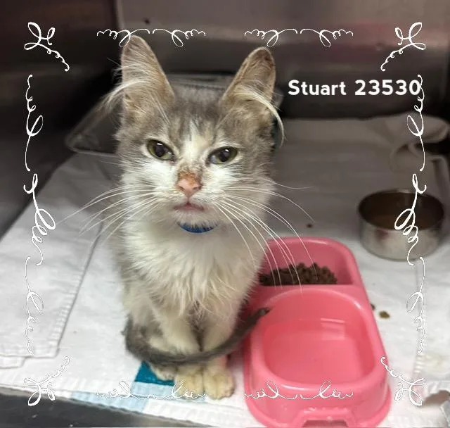 Stuart thumbnail 3