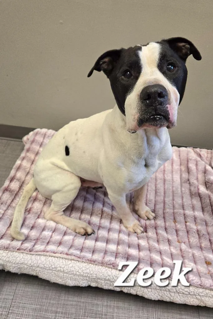 An adult large-sized male Pit Bull Terrier dog named Zeek Yrly for adoption in Sidney, OH