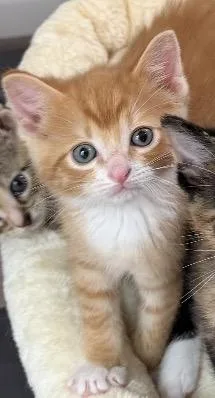 A baby large-sized male Orange & White Domestic Short Hair cat named Maple for adoption in Homewood, IL