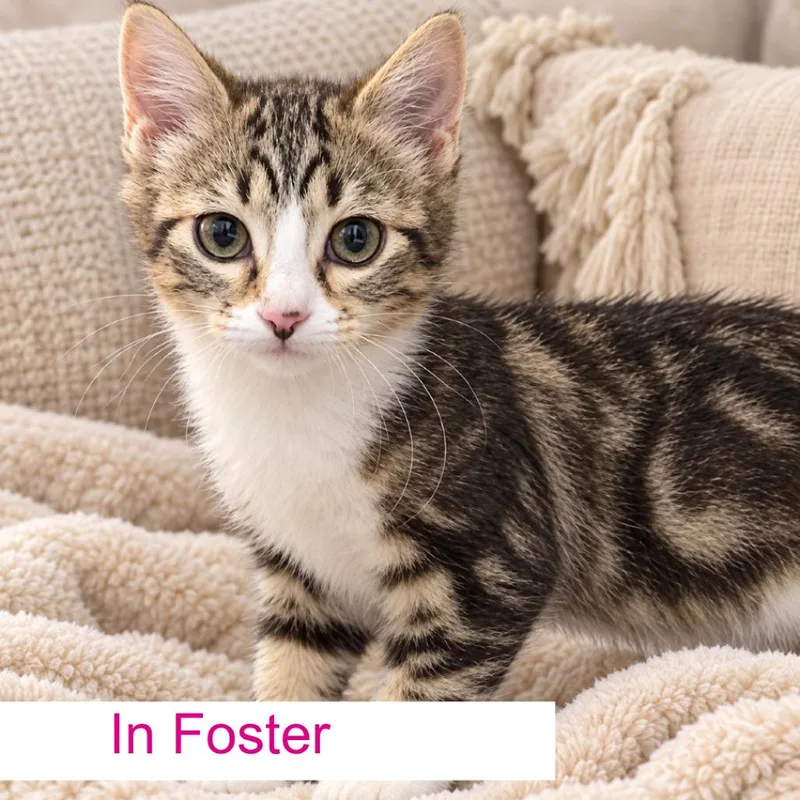 A young medium-sized female Brown / Chocolate Domestic Short Hair cat named Sola for adoption in Chapel Hill, NC