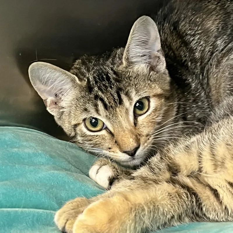A baby small-sized female Gray / Blue / Silver Domestic Short Hair cat named Emberly for adoption in West Palm Beach, FL