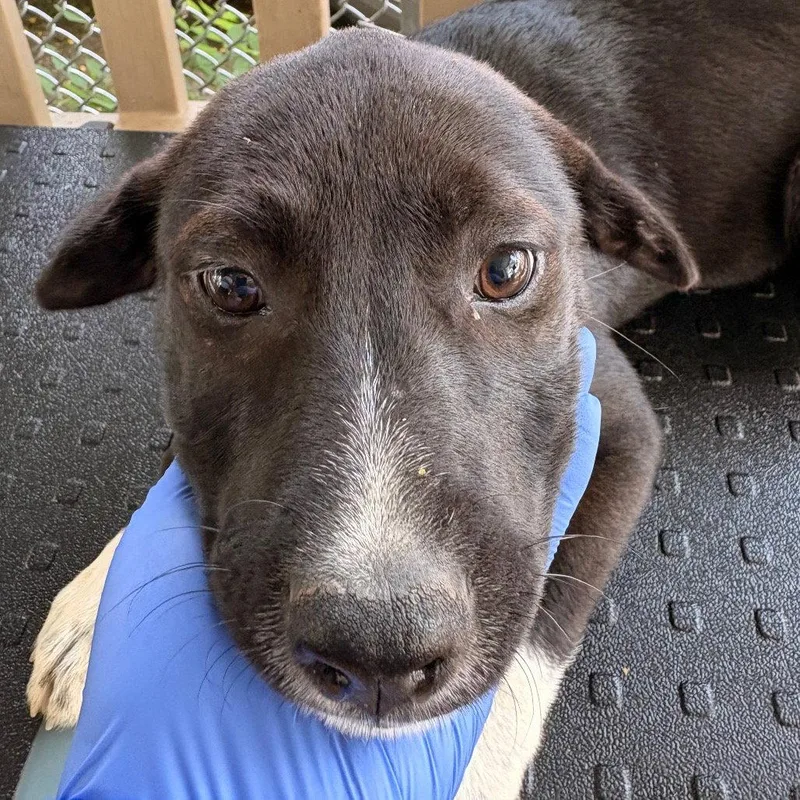 A baby medium-sized female Terrier dog named Pinto for adoption in Dallas, TX