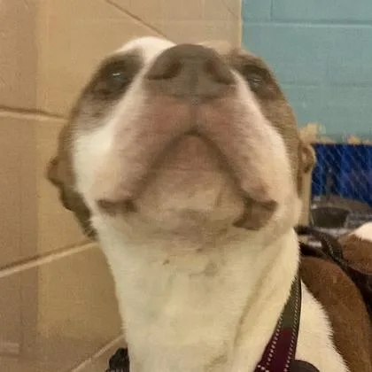 An adult medium-sized female Mixed Breed dog named Queen for adoption in Cincinnati, OH