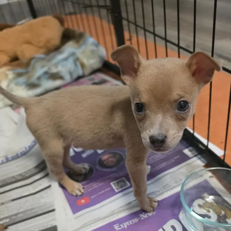 A baby small-sized male Apricot / Beige Chihuahua dog named Sebastian AL for adoption in Austin, TX