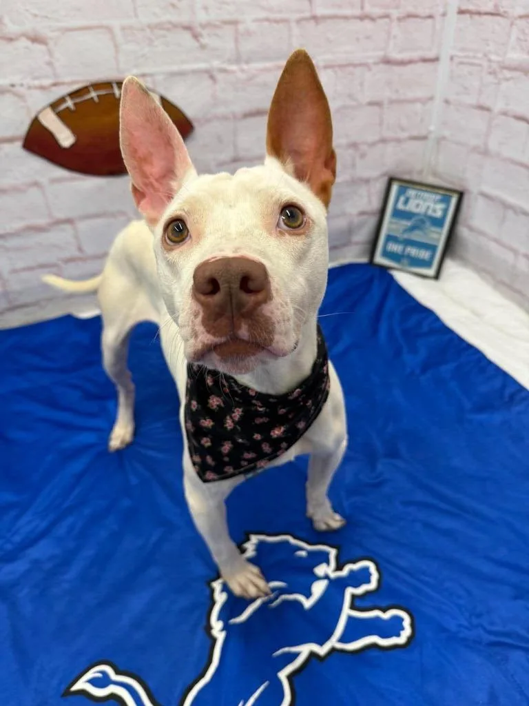 An adult medium-sized female Whippet dog named Dottie for adoption in Detroit, MI