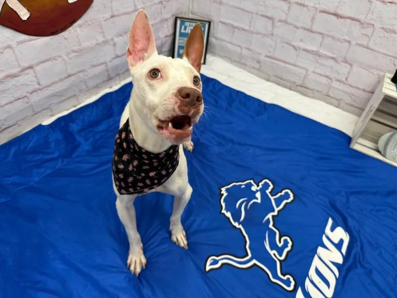Dottie thumbnail 3