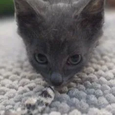 A baby small-sized male Gray / Blue / Silver Domestic Short Hair cat named Foggy Meet me at for adoption in Buffalo, MN