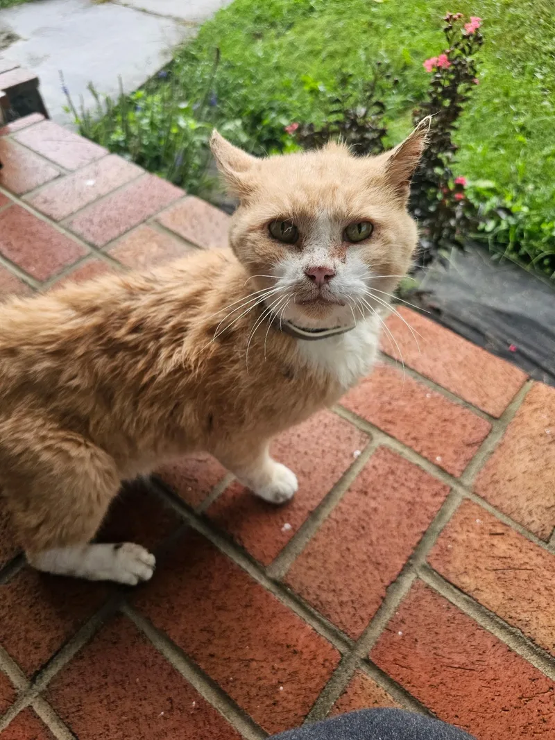 A senior medium-sized male Orange & White Domestic Short Hair cat named Gus for adoption in Johnson City, TN