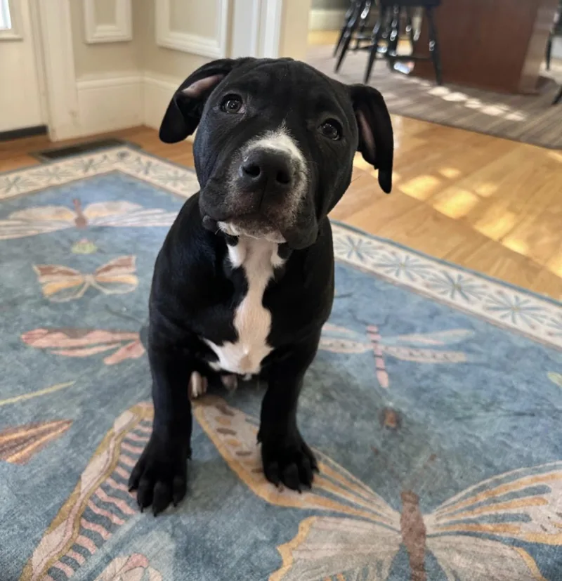 A baby medium-sized male Pit Bull Terrier dog named Aiden for adoption in Pembroke, MA