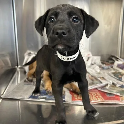 A baby small-sized female Boxer dog named Dipper for adoption in Knoxville, TN