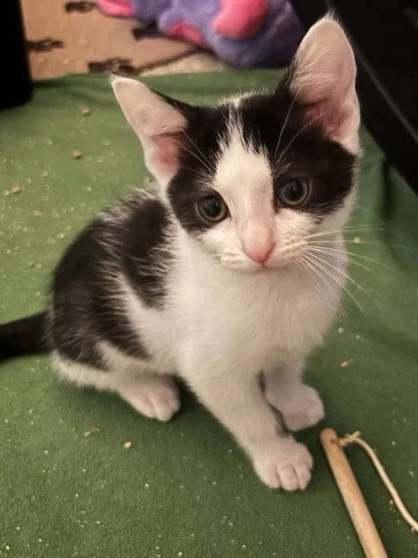 A baby medium-sized male Black & White / Tuxedo Domestic Short Hair cat named Laurie for adoption in San Juan Capistrano, CA