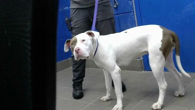 A young medium-sized female Pit Bull Terrier dog named S'More for adoption in Albuquerque, NM